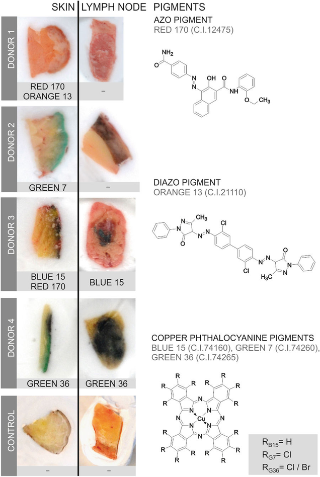Skin and lymph node samples
